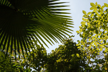 Fototapeta na wymiar Green foliage and sky in tropical forest