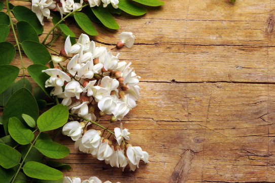 Acacia アカシア Akacja 金合欢 Akasya Акация طلح