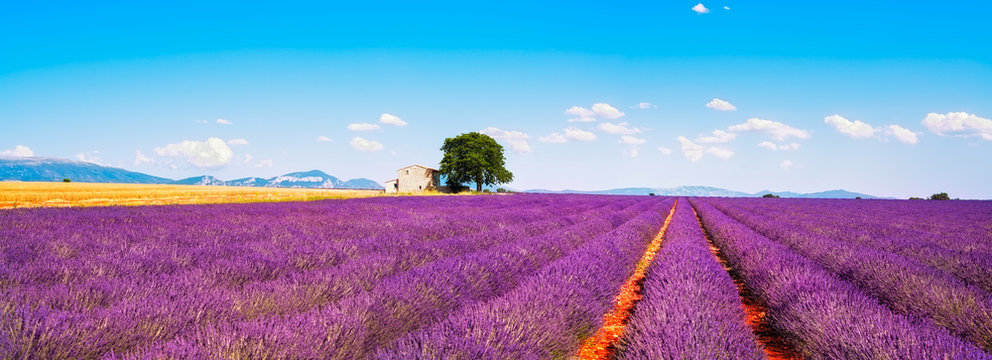 Fototapeta Lavender flowers blooming field, house and tree. Provence, Franc