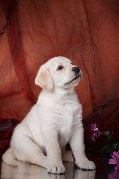 Puppy breed labrador
