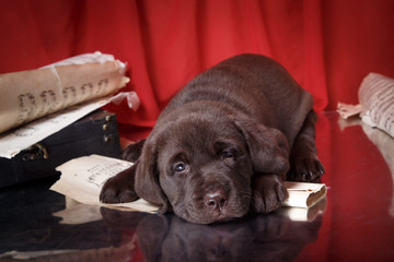 Puppy breed labrador