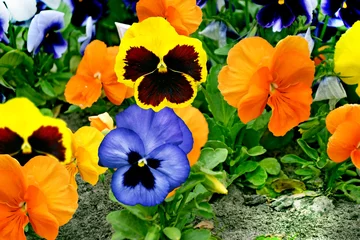 Peel and stick wall murals Pansies pansy flowers