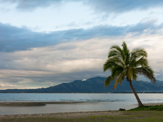 Lone Palm tree on a beach on cloudy day, Fiji