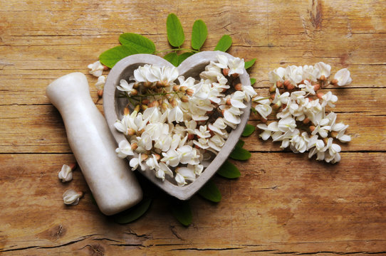 &Alpha;&kappa;&alpha;&kappa;ί&alpha; Acacia アカシア Akacja 金合欢 Akasya Акация طلح 
