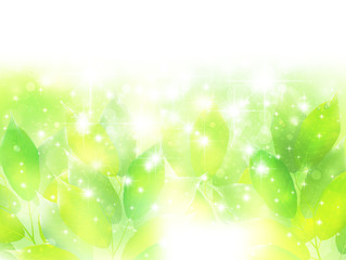 葉　初夏　背景 © J BOY