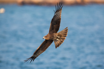 Black Kite flying on sea