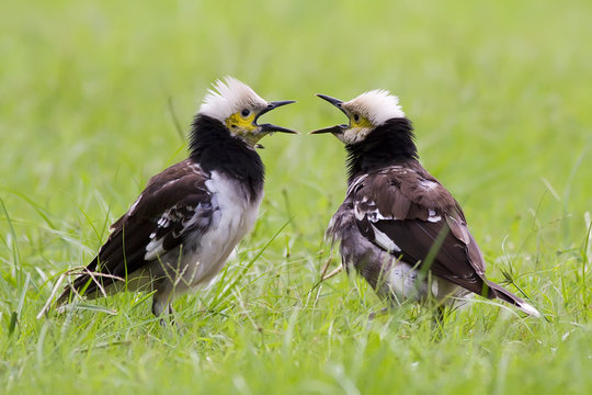 Two Black-collared Starling Singing
