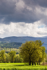 Fototapeta premium The Tuscan landscape in the spring at a time of particular light