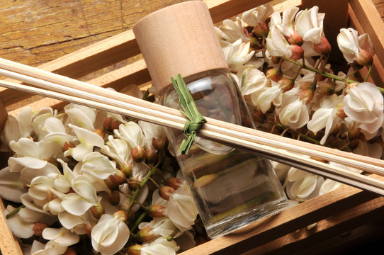 &Alpha;&kappa;&alpha;&kappa;ί&alpha; Acacia アカシア Akacja 金合欢 Akasya Акация طلح 