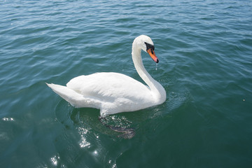 Obraz premium 白鳥