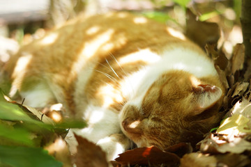 眠る茶猫