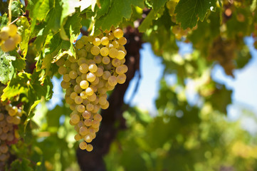White wine grapes