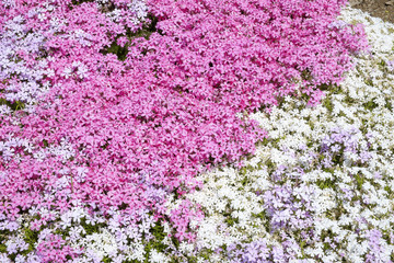 Obraz premium 芝桜