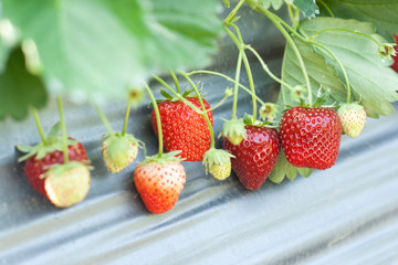 Fresh ripe strawberry on the branch.