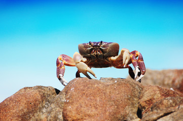 Red chicken crab on rock ,Tachai island, Similan island group, Phang nga, Thailand