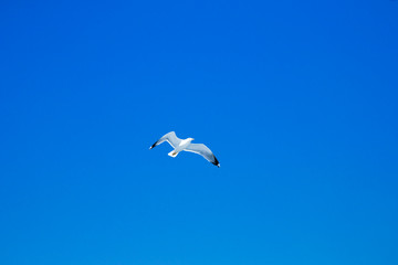  seagull flies against the blue sky