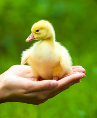 Little yellow duckling on human hands
