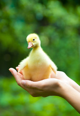 Little yellow duckling on human hands
