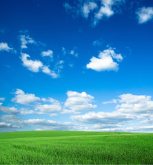Obraz premium field