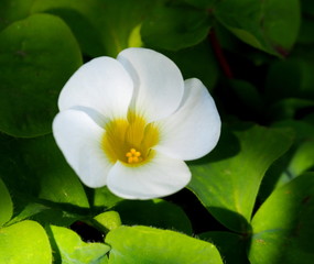 フヨウカタバミ