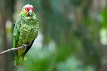 Rolgordijnen papegaai © Pakhnyushchyy