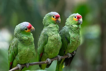 Gordijnen papegaai vogel © Pakhnyushchyy