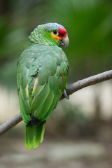 parrot