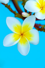 Naklejka premium Frangipani flowers