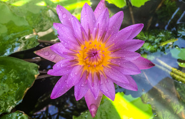  lotus flower in water1