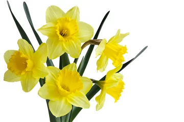 Crédence de cuisine en verre imprimé Narcisse Daffodil Flower Plant
