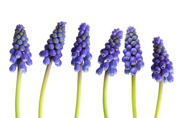 Grape-hyacinth Flower - obrazy, fototapety, plakaty