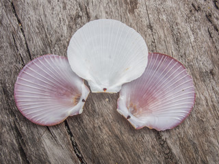 pink scallops on the wood
