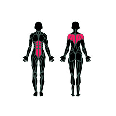 Polygonal anatomy of female muscular system, exercise and muscle