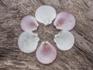 pink scallops on the wood