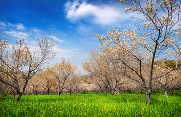 Spring Apple garden