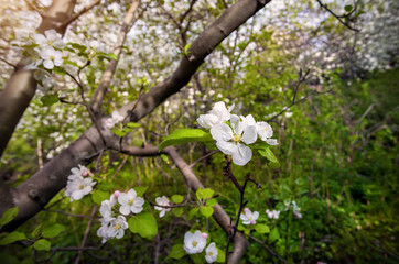 Spring Apple tree
