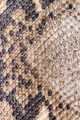 Snake skin texture