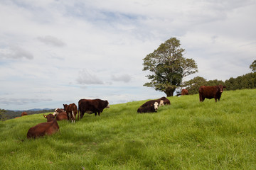 Queensland cattle ranch