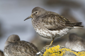 Rock sandpiper which stands on a rock covered with lichen