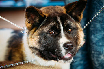 American Akita Dog Close Up 