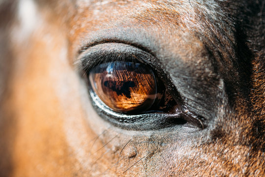 Fototapeta Close Up Of Arabian Bay Horse
