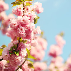 Cherry blossom in springtime, beautiful pink flowers. Sakura