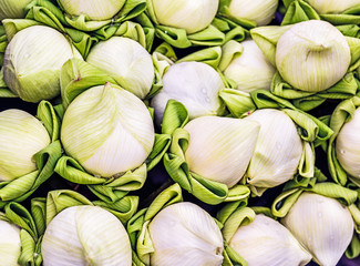 White lotus for worship buddha