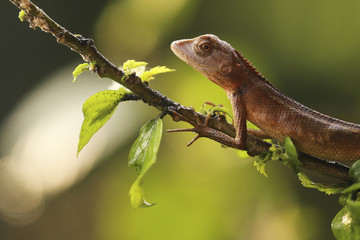 Lizard