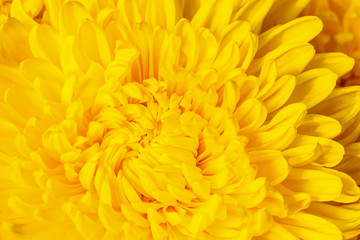 Yellow chrysanthemum flower background