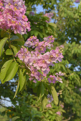 Lagerstroemia speciosa, Pride of India, Queen's flower