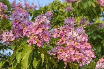 Lagerstroemia speciosa, Pride of India, Queen's flower