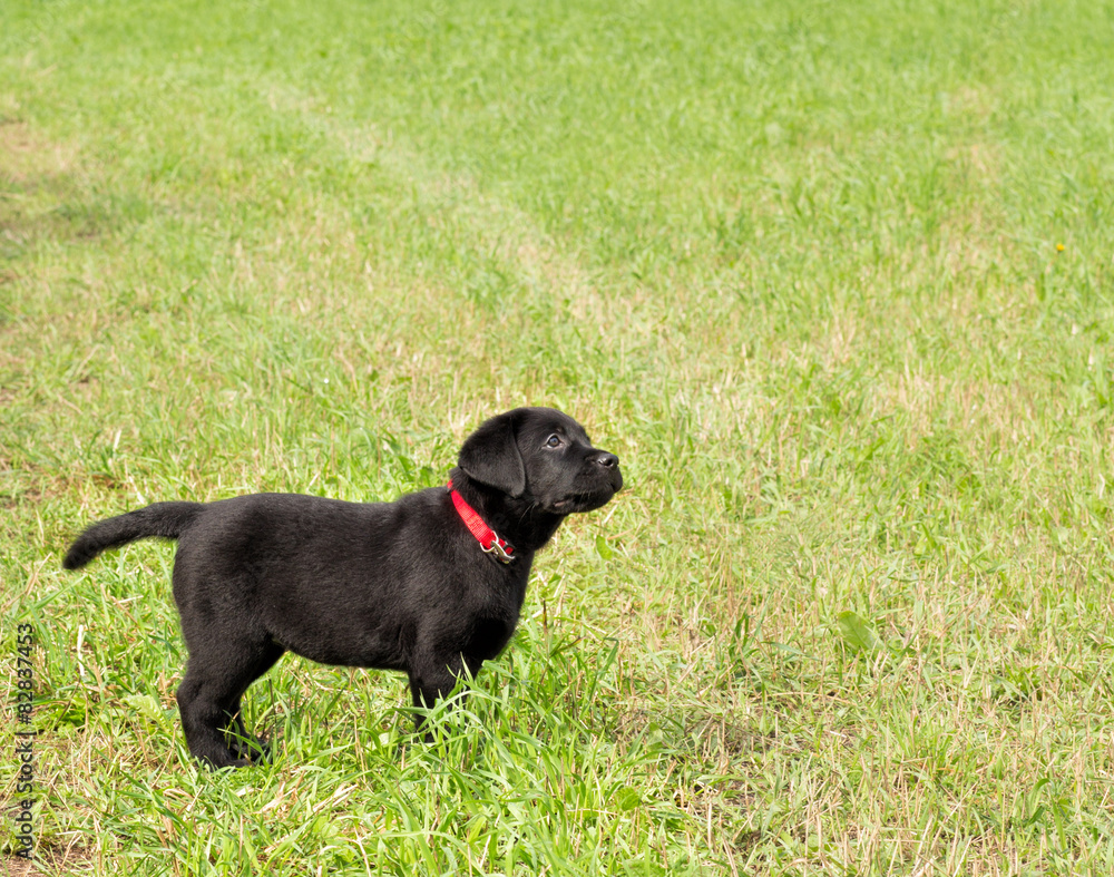 Wall mural labrador puppy in the grass