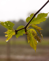 Maulbeerblüten im Regen