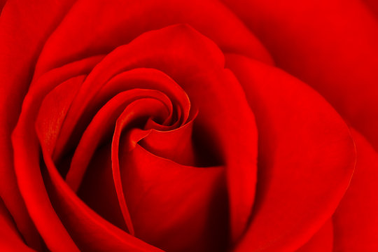 Makroaufnahme von Rosenblüte